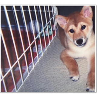 alt="shibainusakura"